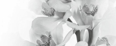 Панно Элегия 7 тип-2 20x50 от Керамин (Беларусь)