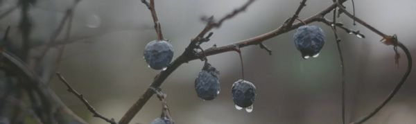 Декор Тракай 8 глянцевый (OS\A120\9016) 8.5x28.5 от Kerama Marazzi (Россия)