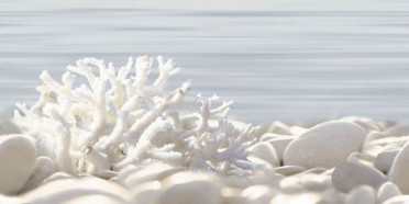 Декор Del Mare (DWU09DLM624) 24.9x50x7.5 от Alma Ceramica (Россия)