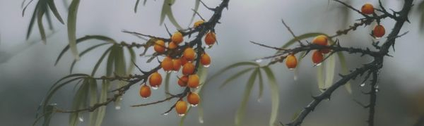 Декор Тракай 7 глянцевый (OS\A119\9016) 8.5x28.5 от Kerama Marazzi (Россия)